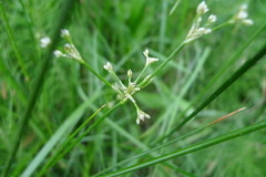 Juncus subnodulosus