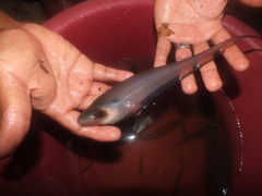 Gymnotiformes
