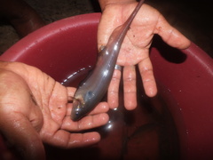 Gymnotiformes