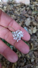 Thelypodium wrightii