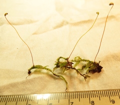 Hypnum fauriei