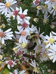 Bombus impatiens