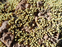 Pycnophyllum bryoides