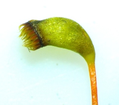Hypnum fauriei