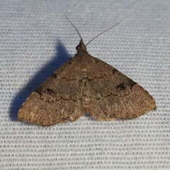 Nychioptera noctuidalis