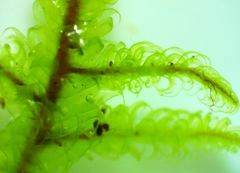 Hypnum fauriei