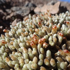 Pycnophyllum spathulatum