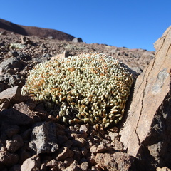 Pycnophyllum spathulatum