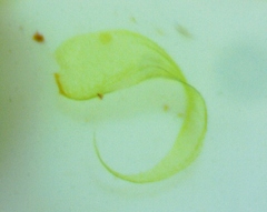 Hypnum fauriei