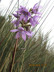 Gentianella rapunculoides