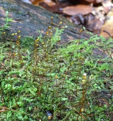 Hypnum fauriei