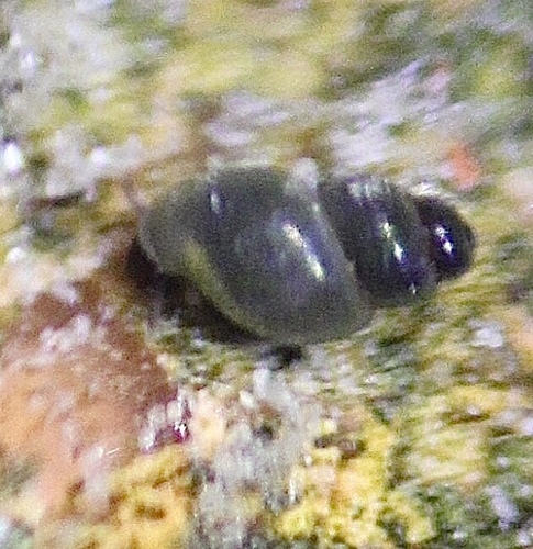 Quitobaquito Springsnail