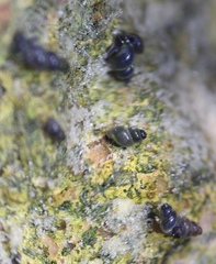 Tryonia quitobaquitae