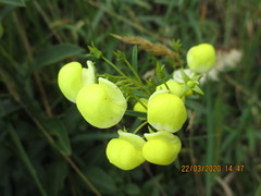 Calceolaria hyssopifolia