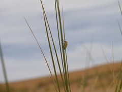 Julodis mitifica