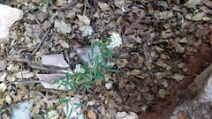 Thelypodium wrightii