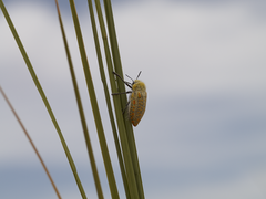 Julodis mitifica