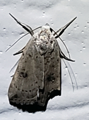 Micrathetis