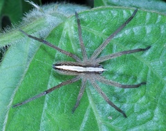 Neoctenus