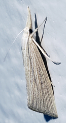 Eoreuma densellus