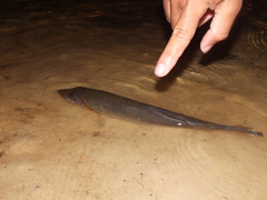 Acestrorhynchus