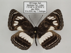 Neptis nigra