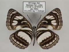 Neptis nigra