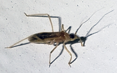 Oncerotrachelus