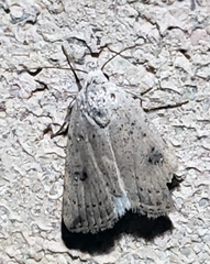Micrathetis