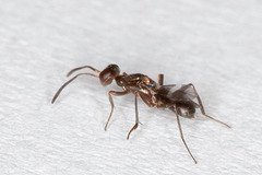 Anastatus semiflavidus