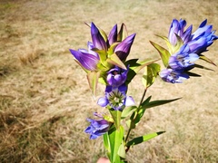 Gentiana spathacea