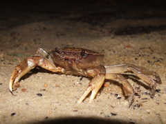 Trichodactylidae