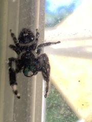 Phidippus audax