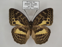 Bebearia languida