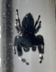 Phidippus audax