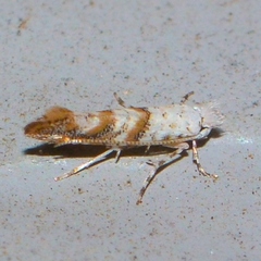 Cameraria hamadryadella