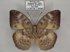 Bebearia languida
