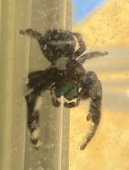 Phidippus audax