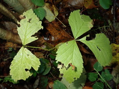 Rubus saxatilis