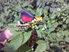 Taeniopoda tamaulipensis