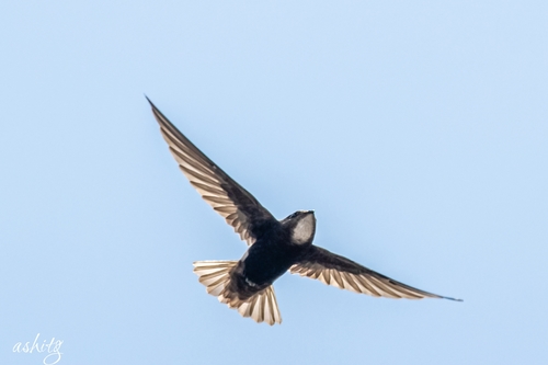 Little Swift