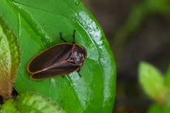 Iphirhina