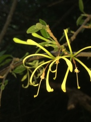 Turraea floribunda