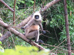 Semnopithecus hypoleucos