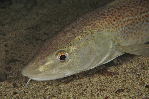 Atlantic Cod