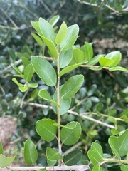 Ilex vomitoria image