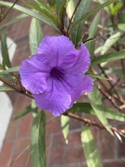 Ruellia simplex image