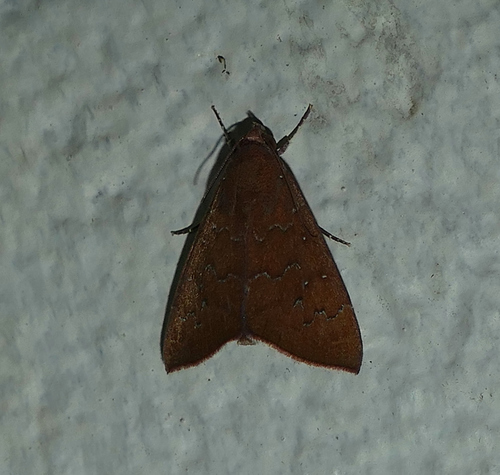 Okra Leafworm Moth photo 4