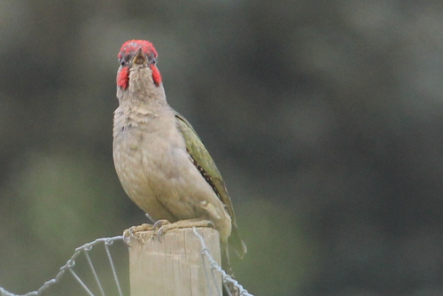 Iberian Green Woodpecker
