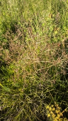 Trinia glauca